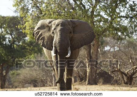 Picture - "African elephant bull (Loxodonta africana), Mana Pools, Zimbabwe, Africa. ". Fotosearch