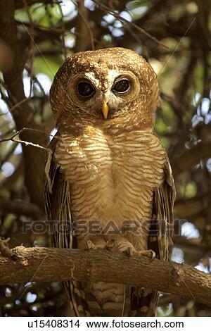 Picture - "African wood owl (Strix woodfordii), Mana Pools, Zimbabwe, Africa. ". Fotosearch