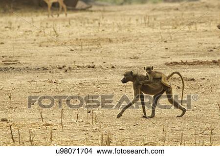 "Baby baboon (Papio cynocephalus ursinus) riding on parent's back, Mana Pools, Zimbabwe, Africa. " View Large Photo Image Picture - "Baby baboon (Papio cynocephalus ursinus) riding on parent's back, Mana Pools, Zimbabwe, Africa. ". Fotosearch