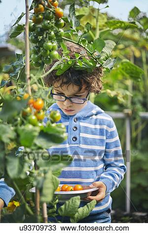 Boy picking cherry tomatoes on allotment View Large Photo Image Stock Image - Boy picking cherry tomatoes on allotment. Fotosearch