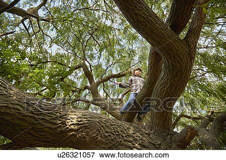 Boy sitting high in forest tree View Large Photo Image Stock Photo - Boy sitting high in forest tree. Fotosearch