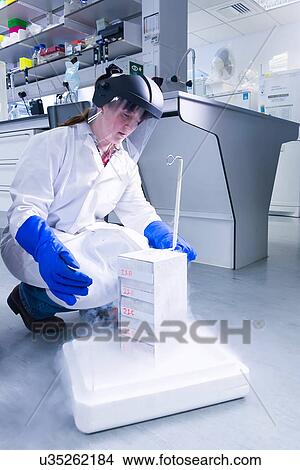 "Cancer research laboratory, female scientist working with cells stored at sub zero temperatures in a liquid nitrogen cryopreservation chamber" View Large Photo Image Picture - "Cancer research laboratory, female scientist working with cells stored at sub zero temperatures in a liquid nitrogen cryopreservation chamber". Fotosearch