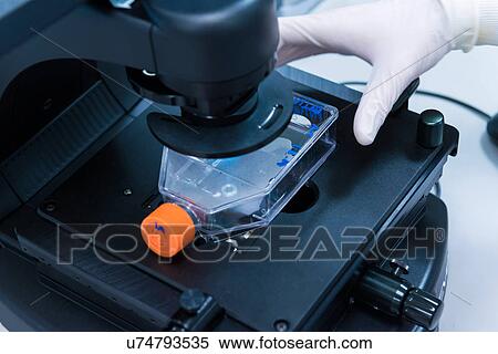 Stock Photography - "Cancer research laboratory, hand of scientist placing plastic cell bottle under microscope". Fotosearch