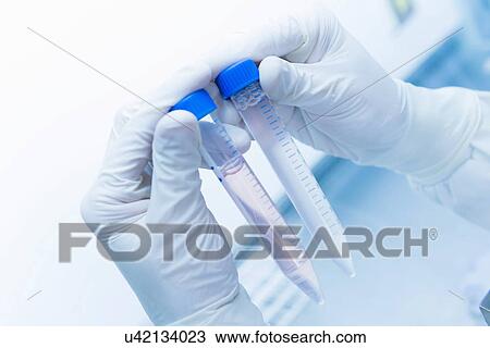 "Cancer research laboratory, hands of scientist holding up test tubes with cells in solution" View Large Photo Image Stock Image - "Cancer research laboratory, hands of scientist holding up test tubes with cells in solution". Fotosearch