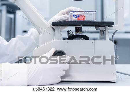 "Cancer research laboratory, hands of scientist studying cells under microscope" View Large Photo Image Stock Image - "Cancer research laboratory, hands of scientist studying cells under microscope". Fotosearch