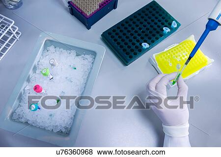"Cancer research laboratory, hands of scientist working with cells kept in ice after storage in sub zero temperatures in a liquid nitrogen cryopreservation chamber" View Large Photo Image Stock Photo - "Cancer research laboratory, hands of scientist working with cells kept in ice after storage in sub zero temperatures in a liquid nitrogen cryopreservation chamber". Fotosearch