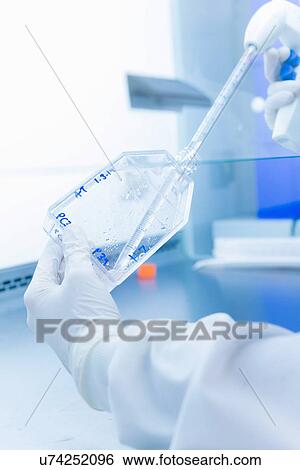 Stock Photograph - "Cancer research laboratory, hands of scientist preparing cells using electronic pipette". Fotosearch