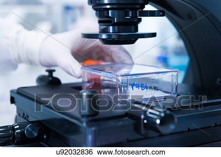 "Cancer research laboratory, male scientist studied cells under the microscope" View Large Photo Image Stock Photograph - "Cancer research laboratory, male scientist studied cells under the microscope". Fotosearch
