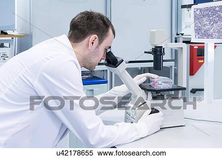 "Cancer research laboratory, male scientist studying cells under microscope" View Large Photo Image Stock Photography - "Cancer research laboratory, male scientist studying cells under microscope". Fotosearch