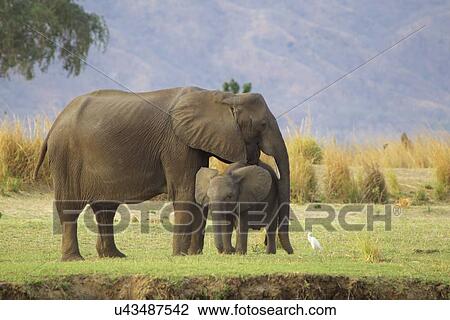 Stock Image - "Elephant (Loxodonta africana) calf with its parent, Mana Pools, Zimbabwe, Africa. ". Fotosearch