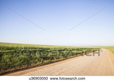 "Empty country road, Cape Town, South Africa" View Large Photo Image Stock Image - "Empty country road, Cape Town, South Africa". Fotosearch