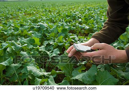 Stock Image - Farmer using smartphone to monitor field crop. Fotosearch