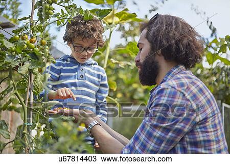 Stock Image - Father and son counting picked cherry tomatoes on allotment. Fotosearch