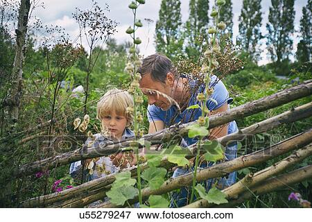 Stock Photo - Father and son looking at plants on allotment. Fotosearch