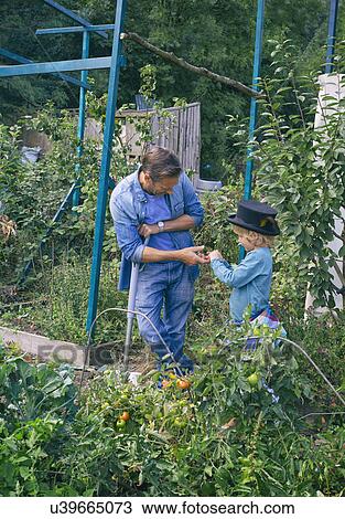 Father and son on allotment View Large Photo Image Stock Image - Father and son on allotment. Fotosearch