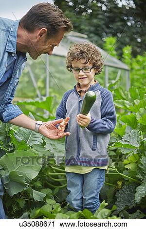 Stock Image - Father and son picking courgette on allotment. Fotosearch