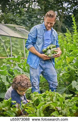 Father and son picking courgettes on allotment View Large Photo Image Stock Photo - Father and son picking courgettes on allotment. Fotosearch