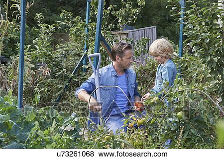 Father and son picking tomatoes on allotment View Large Photo Image Stock Photo - Father and son picking tomatoes on allotment. Fotosearch