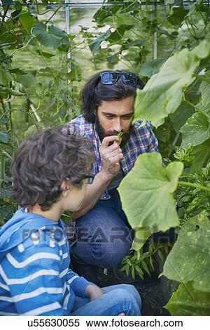 Stock Photography - Father and son smelling plants on allotment. Fotosearch