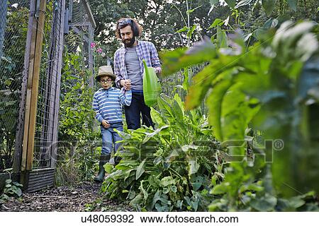 Father and son watering plants on allotment View Large Photo Image Stock Image - Father and son watering plants on allotment. Fotosearch