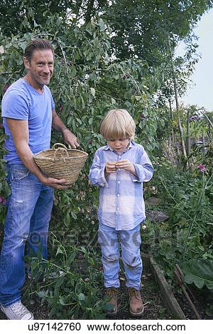 Father and son with picked plums on allotment View Large Photo Image Stock Image - Father and son with picked plums on allotment. Fotosearch