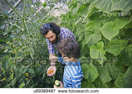 Father and son with tomatoes and cucumber on allotment View Large Photo Image Stock Photo - Father and son with tomatoes and cucumber on allotment. Fotosearch