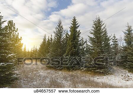 "Fir trees, Hafravatn, Iceland" View Large Photo Image Stock Photo - "Fir trees, Hafravatn, Iceland". Fotosearch