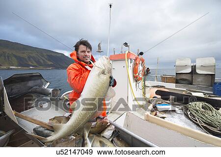 Stock Photo - Fisherman holding freshly caught cod on fishing boat. Fotosearch
