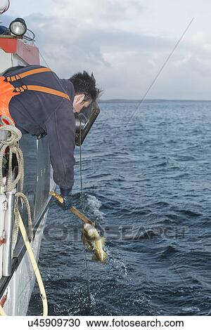 Fisherman pulling fish up onto fishing boat View Large Photo Image Stock Image - Fisherman pulling fish up onto fishing boat. Fotosearch