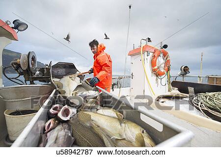 Stock Photo - Fisherman working on boat with fresh fish in foreground. Fotosearch