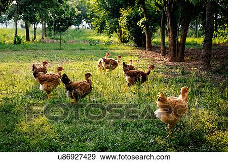 Free range chicken farming View Large Photo Image Stock Photo - Free range chicken farming. Fotosearch