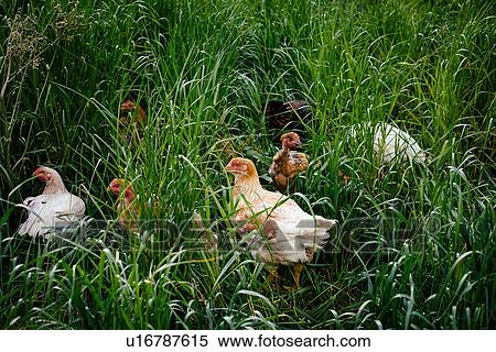 Free range chicken farming View Large Photo Image Stock Photography - Free range chicken farming. Fotosearch