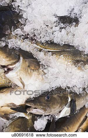 Fresh cod on ice View Large Photo Image Stock Photo - Fresh cod on ice. Fotosearch