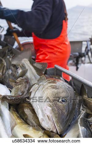 Freshly caught cod View Large Photo Image Picture - Freshly caught cod. Fotosearch