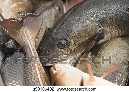 Freshly caught cod View Large Photo Image Stock Image - Freshly caught cod. Fotosearch