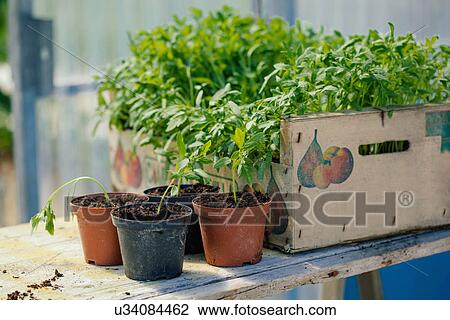 Growing tomato plants View Large Photo Image Stock Image - Growing tomato plants. Fotosearch