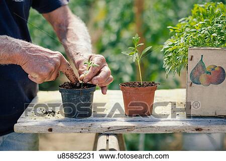 Growing tomato plants View Large Photo Image Stock Image - Growing tomato plants. Fotosearch