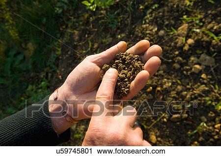 Hand of farmer holding and monitoring soil in field View Large Photo Image Stock Image - Hand of farmer holding and monitoring soil in field. Fotosearch
