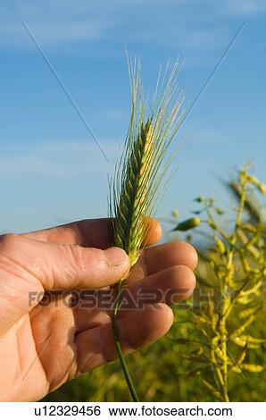 Hand of farmer holding ear of corn in field View Large Photo Image Stock Photograph - Hand of farmer holding ear of corn in field. Fotosearch