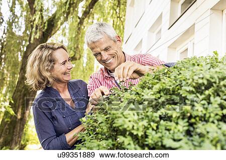 Husband and wife pruning bush with secateurs View Large Photo Image Stock Photo - Husband and wife pruning bush with secateurs. Fotosearch