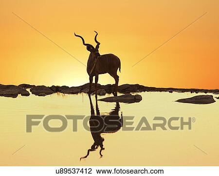 Stock Image - "Kudu (Tragelaphus strepsiceros) reflecting in a lake at sunset, Etosha National Park, Namibia". Fotosearch