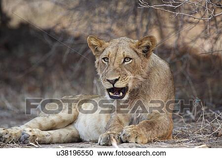 "Lion, (Panthera leo) Mana Pools, Zimbabwe, Africa. " View Large Photo Image Stock Image - "Lion, (Panthera leo) Mana Pools, Zimbabwe, Africa. ". Fotosearch