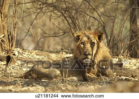 Picture - "Lion (Panthera leo) resting, Mana Pools, Zimbabwe, Africa. ". Fotosearch