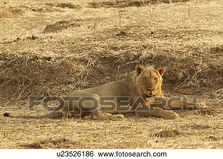 "Lion (Panthera leo) resting, Mana Pools, Zimbabwe, Africa. " View Large Photo Image Stock Photograph - "Lion (Panthera leo) resting, Mana Pools, Zimbabwe, Africa. ". Fotosearch
