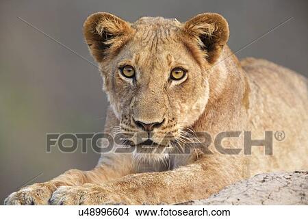 "Lioness cub (Panthera leo), Mana Pools, Zimbabwe, Africa. " View Large Photo Image Picture - "Lioness cub (Panthera leo), Mana Pools, Zimbabwe, Africa. ". Fotosearch