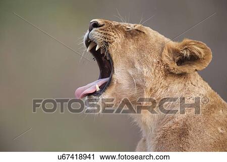 "Lioness (Panthera leo) cub roaring, Mana Pools, Zimbabwe, Africa. " View Large Photo Image Stock Image - "Lioness (Panthera leo) cub roaring, Mana Pools, Zimbabwe, Africa. ". Fotosearch