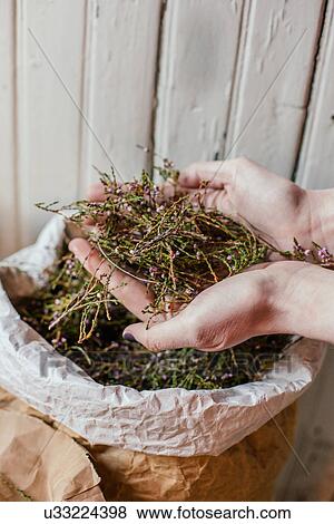 Stock Photo - "Local herbs, Lofoten, Norway". Fotosearch