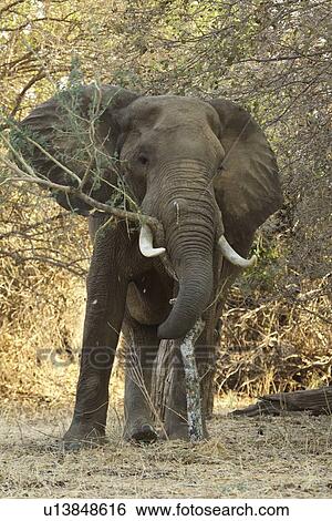 "Male African elephant (Loxodonta africana), Mana Pools, Zimbabwe, Africa. " View Large Photo Image Stock Photograph - "Male African elephant (Loxodonta africana), Mana Pools, Zimbabwe, Africa. ". Fotosearch