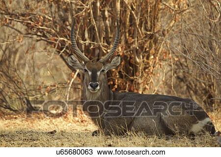 "Male waterbuck (Kobus ellipsiprymnus), Mana Pools, Zimbabwe, Africa. " View Large Photo Image Stock Image - "Male waterbuck (Kobus ellipsiprymnus), Mana Pools, Zimbabwe, Africa. ". Fotosearch