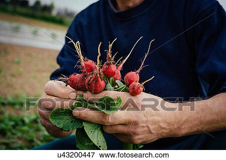 Man holding bunch of radish View Large Photo Image Stock Photo - Man holding bunch of radish. Fotosearch